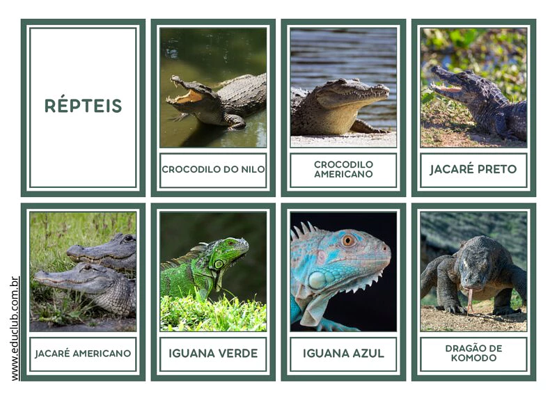 tipos de répteis