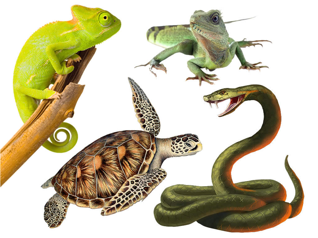 crocodilos e jacarés nomes