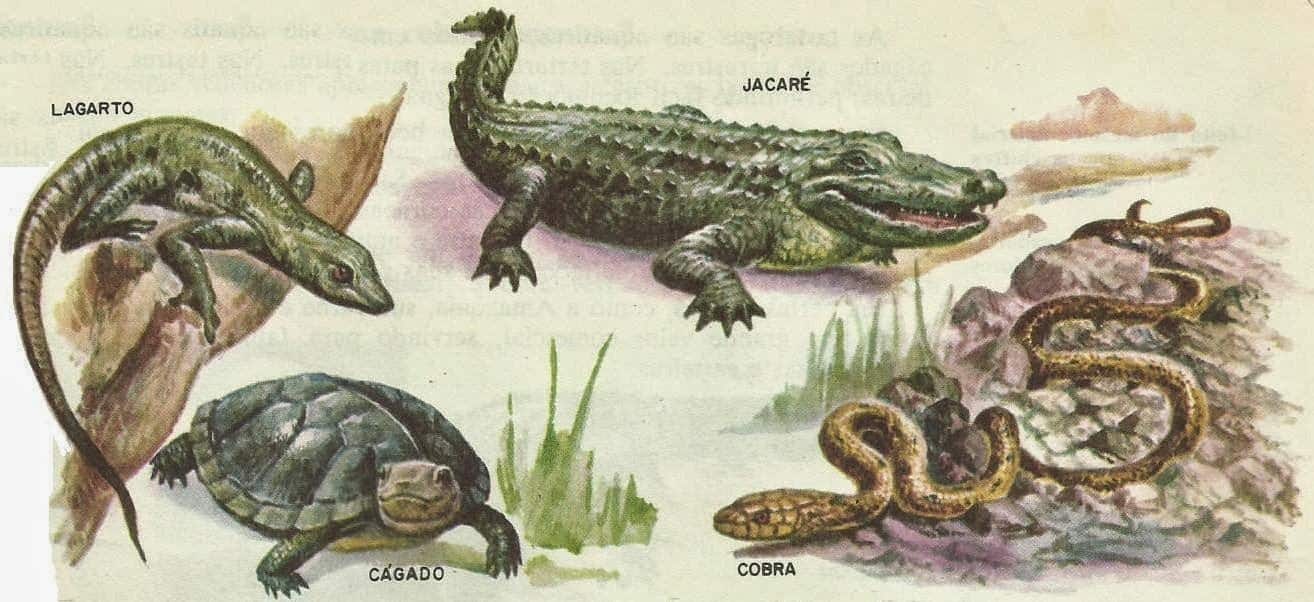 répteis exóticos