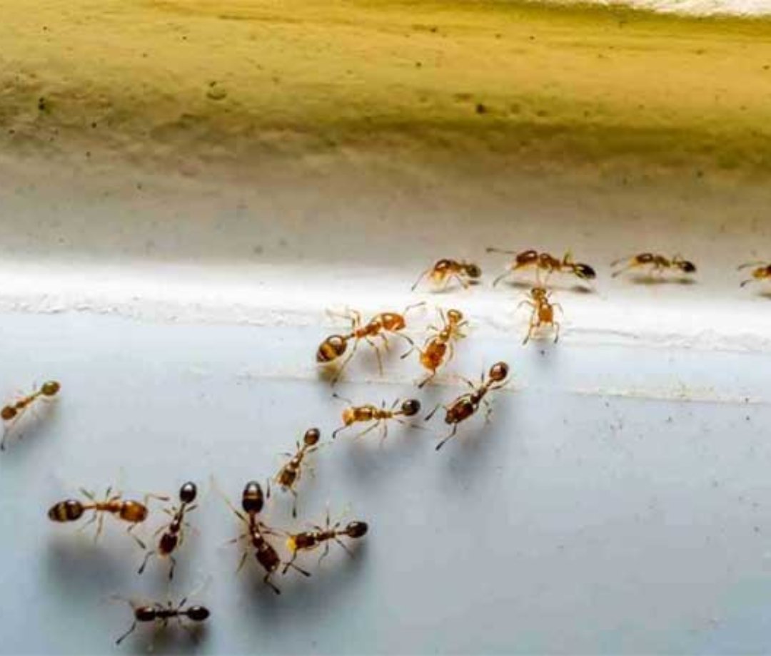 por que formigas entram em casa