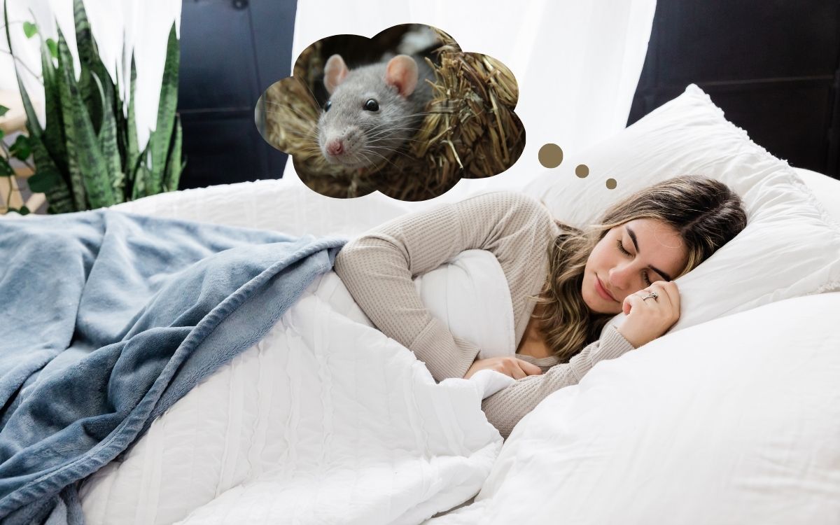 sonhar com rato preto o que significa