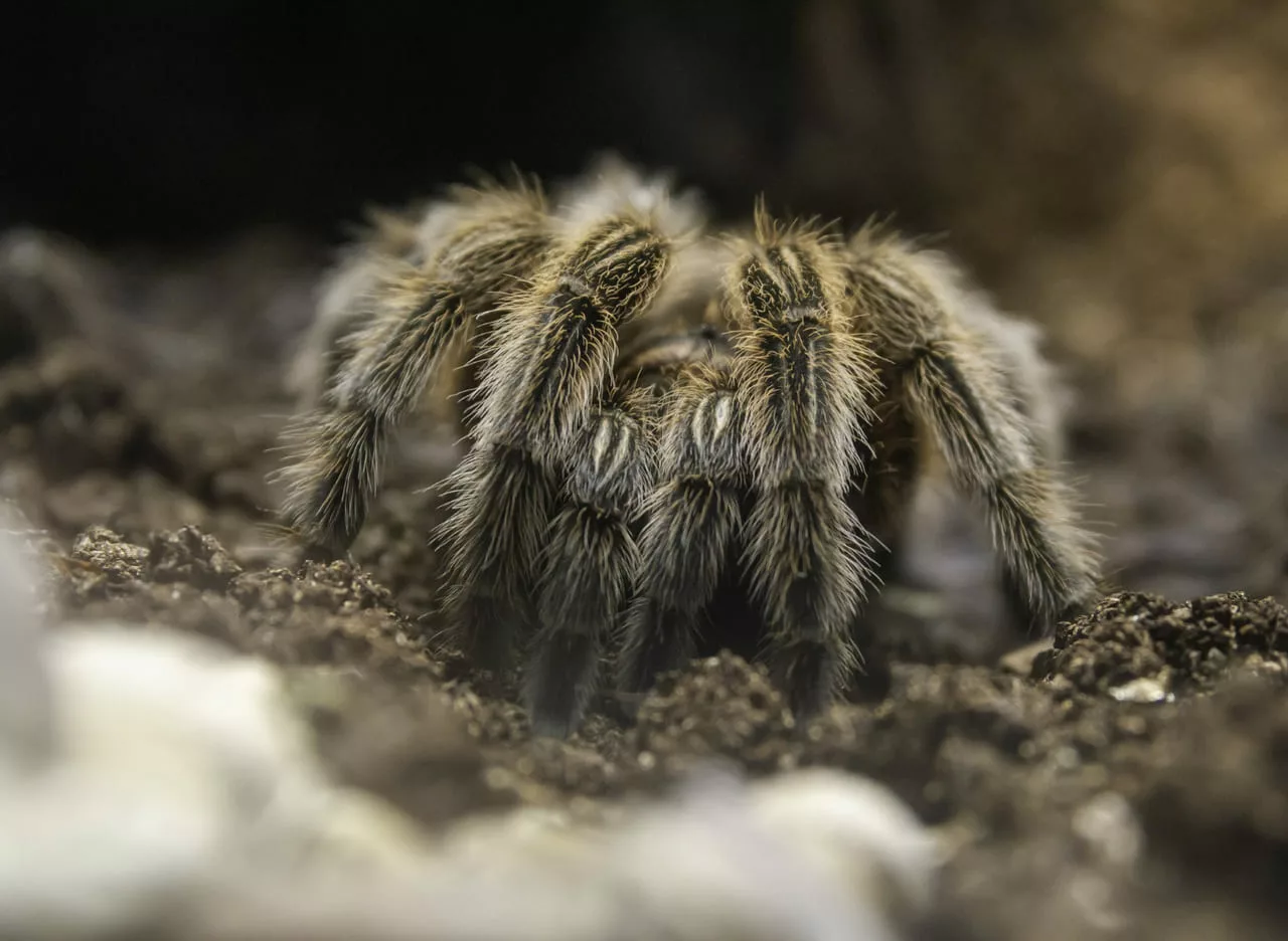 significado de sonhar com aranha grande
