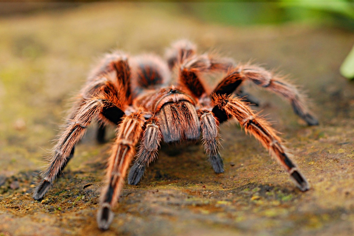interpretação sonho aranha caranguejeira