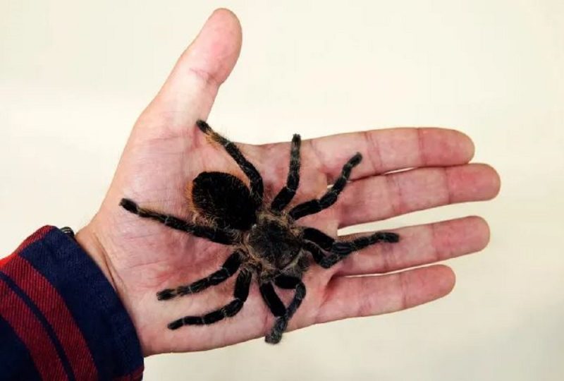aranha caranguejeira no sonho o que significa