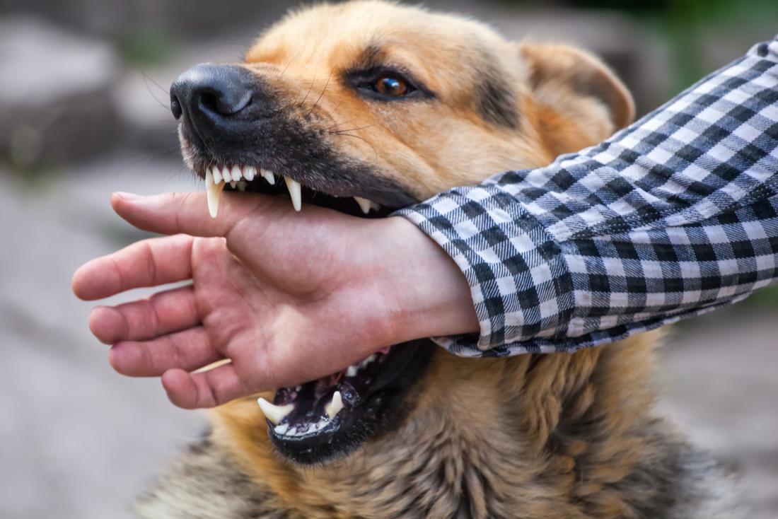 significado de sonhar com cachorro atacando