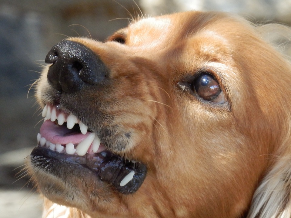 interpretação sonho cachorro mordendo