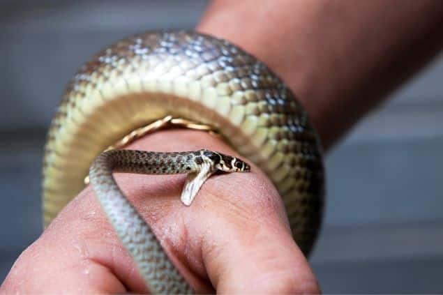 sonhar com cobra mordendo
