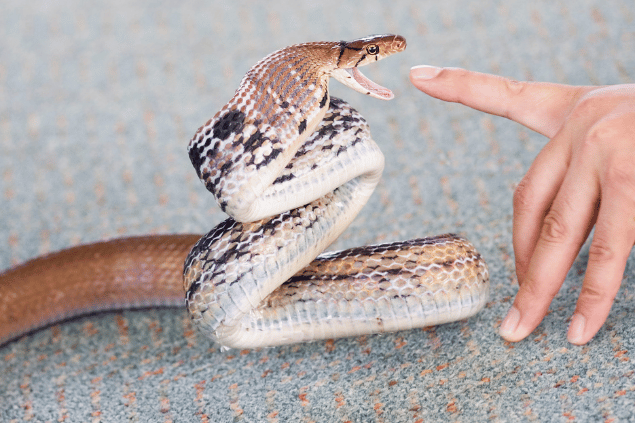 significado espiritual cobra picando sonho