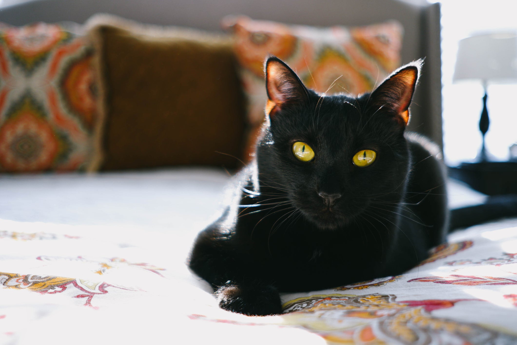 interpretação sonho gato preto misticismo