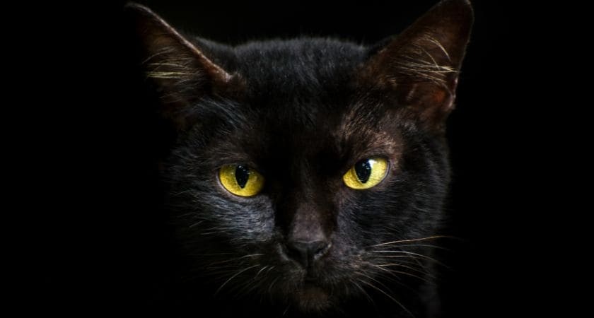 gato preto no mundo espiritual sonhos