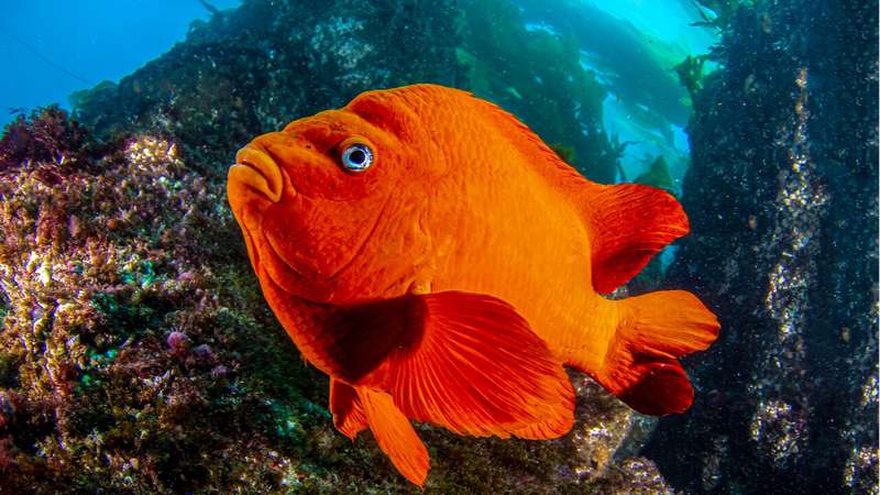 sonhar com peixe enorme o que significa