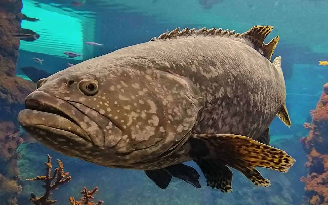 interpretação sonho peixe grande