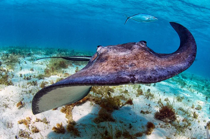 vida marinha