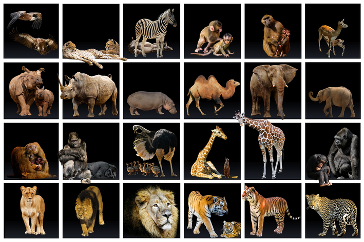 quantas espécies de animais existem