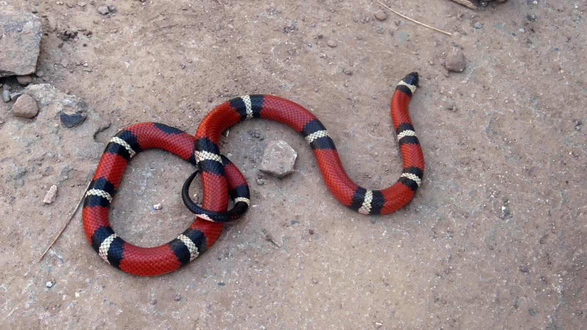 sonhar com cobra preta e vermelha espiritual